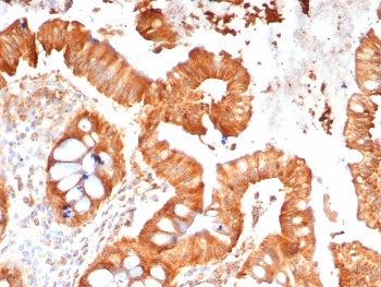 MPZ Antibody / Myelin Protein Zero