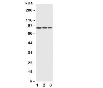 CDC5L Antibody