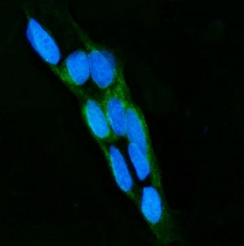 Lactoperoxidase Antibody