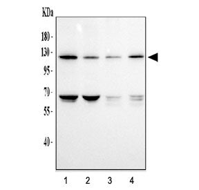 DDR1 Antibody