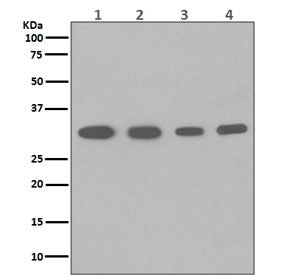 PCNA Antibody