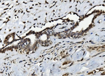 Serum Response Factor Antibody / SRF