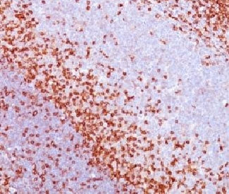 CD43 Antibody