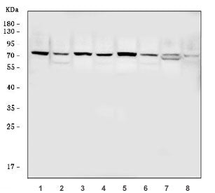 CDC25B Antibody / M-phase inducer phosphatase 2