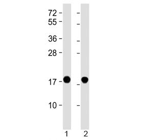 Alpha-Synuclein Antibody (SNCA)