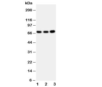 GBP1 Antibody