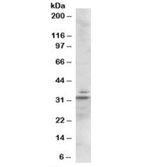 Lime Antibody