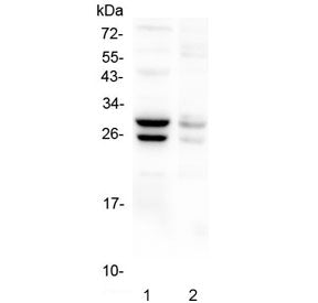 COMT Antibody