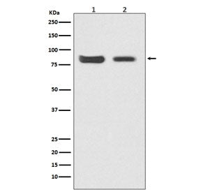 Mitofusin 2 Antibody / MFN2