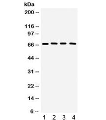 Western blot testing of 1) rat testis, 2) rat brain, 3) mouse brain, 4) human 22RV1 lysate with CRY2