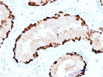 MAGE-A4 Antibody