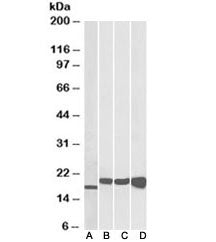 Western blot of mouse NIH3T3 (A), and human HEK293 (B), HepG2 (C) and MCF7 (D) lysates with SOD anti