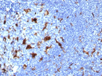 IHC staining of FFPE human lymph node tissue with IL-18 antibody (clone IL18/7781) at 2ug/ml. HIER: