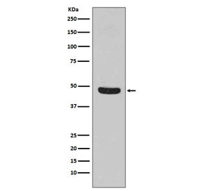 Flotillin 1 Antibody