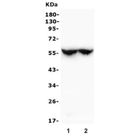 CYP2C19 Antibody