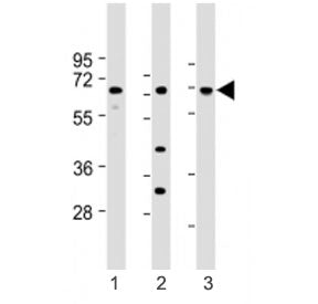 LAT2 Antibody (C-Terminal Region)