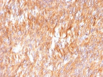 Calnexin Antibody