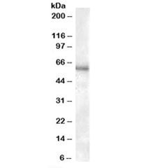 P2RX4 Antibody