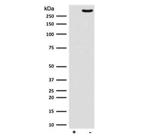 POLR2A Antibody (pS2)