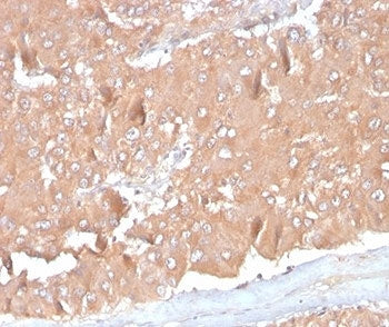 IHC staining of FFPE human adrenal gland with Monocyte Chemotactic Protein 2 antibody (clone CCL8/36