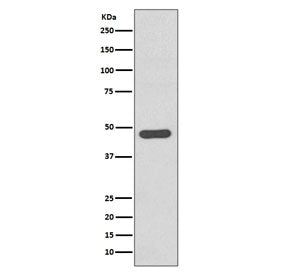 Tissue Factor Antibody / F3 / CD142