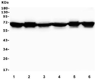 Merlin Antibody / NF2
