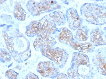 IHC staining of FFPE human placenta with Periostin antibody (clone POSTN/3501). HIER: boil tissue se
