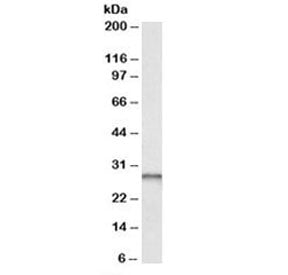 PGAM1 Antibody