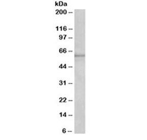 Cyp1a2 Antibody