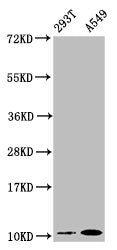 APOA2 Recombinant Monoclonal Antibody