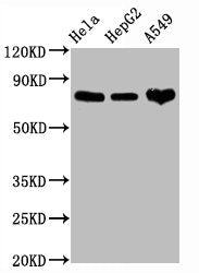 CD44 Recombinant Monoclonal Antibody
