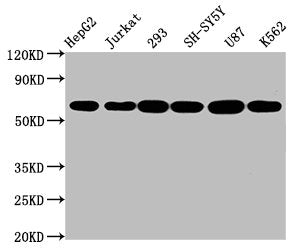 CYP19A1 Antibody
