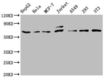 FOS Recombinant Monoclonal Antibody