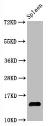 Hydroxyl-Histone H2A type 1-B/E (Y39) Antibody