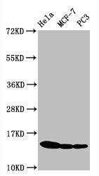Phospho-Histone H3.1(S10)Recombinant Monoclonal Antibody