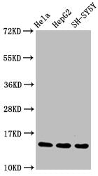 Mono-methyl-Histone H3.1(R17)Antibody