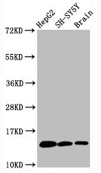 Mono-methyl-Histone H3.1(K36)Recombinant Monoclonal Antibody