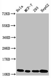 Acetyl-Histone H4 (K5) Antibody