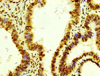 Histone H4 Antibody
