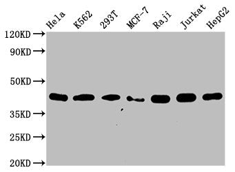 HNRNPC Antibody