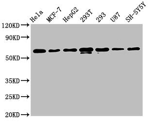 HNRNPK Recombinant Monoclonal Antibody