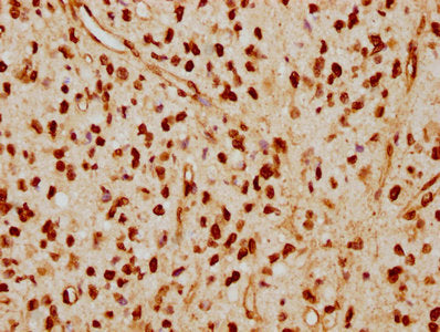 LMNA Recombinant Monoclonal Antibody