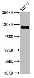 CD31 Recombinant Monoclonal Antibody