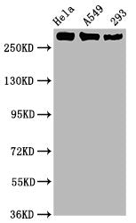 Phospho-POLR2A (S2) Recombinant Monoclonal Antibody
