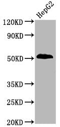 Phospho-PTEN (S380) Antibody