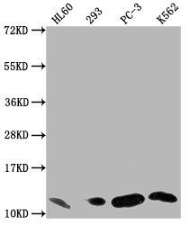 MIF Recombinant Monoclonal Antibody