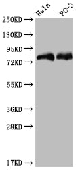 SENP1 Recombinant Monoclonal Antibody