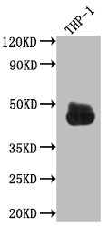 FCGR2A Recombinant Monoclonal Antibody