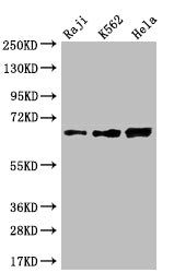 CD58 Recombinant Monoclonal Antibody