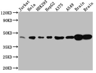 MAPK1 Recombinant Monoclonal Antibody